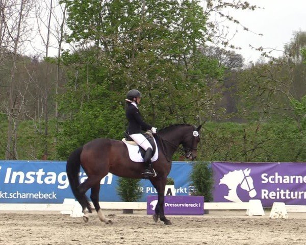 Reitturnier Scharnebeck 2025