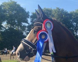 Deckhengst Melli's Dior (Deutsches Reitpony, 2018, von Da Vinci Hs)