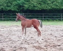 horse Wallach von Dinken (Holsteiner, 2021, from Dinken)
