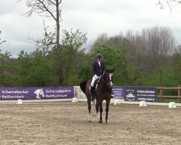 Reitturnier Scharnebeck 2025