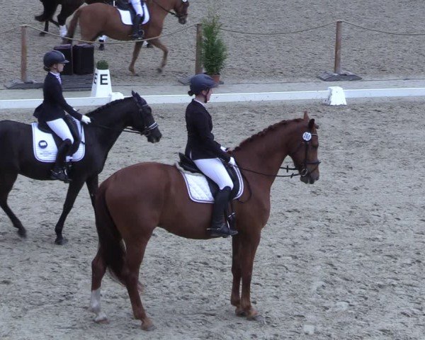 Reitturnier Scharnebeck 2025