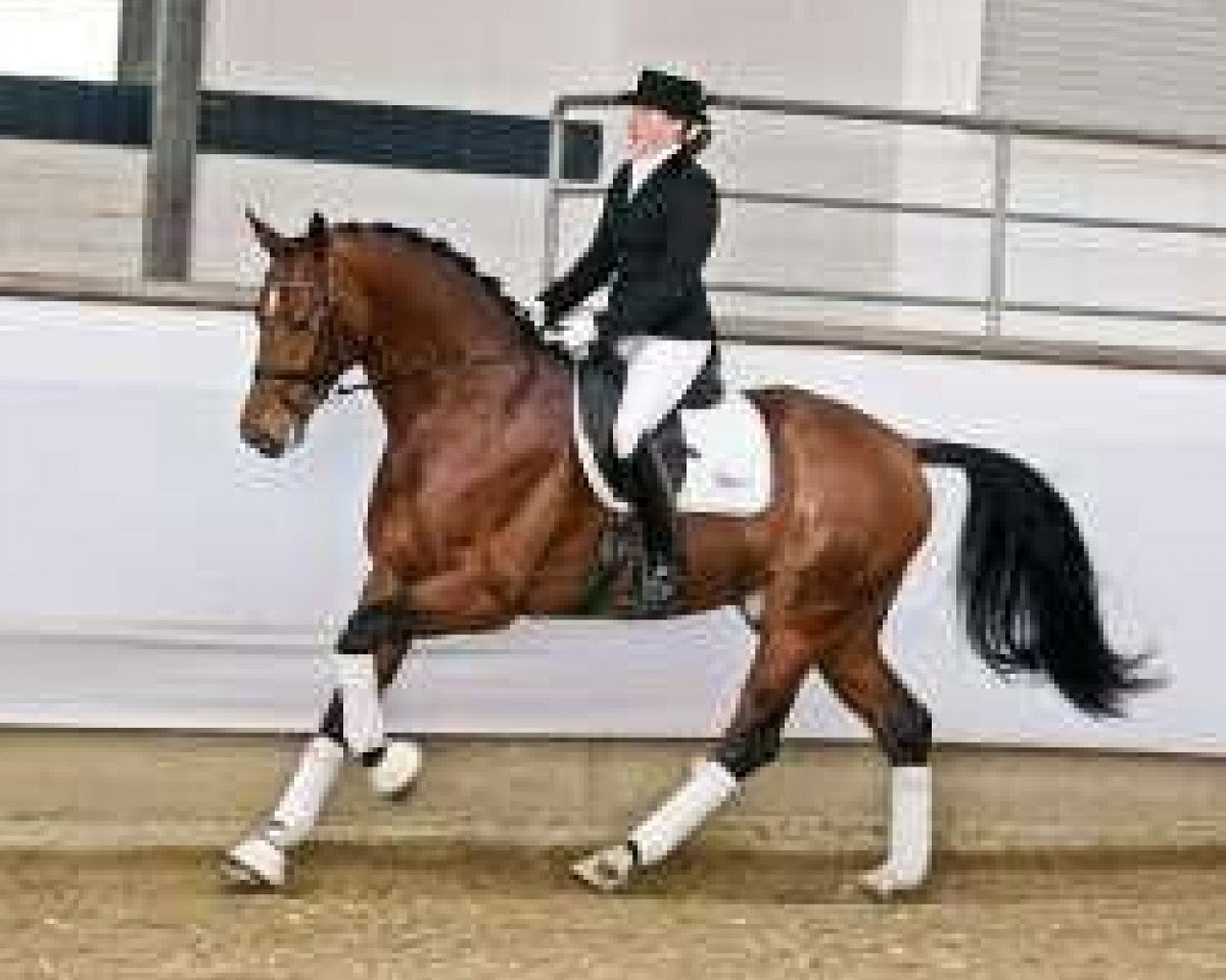 Deckhengst Tamango (Westfale, 2007, von Tinka's Boy)