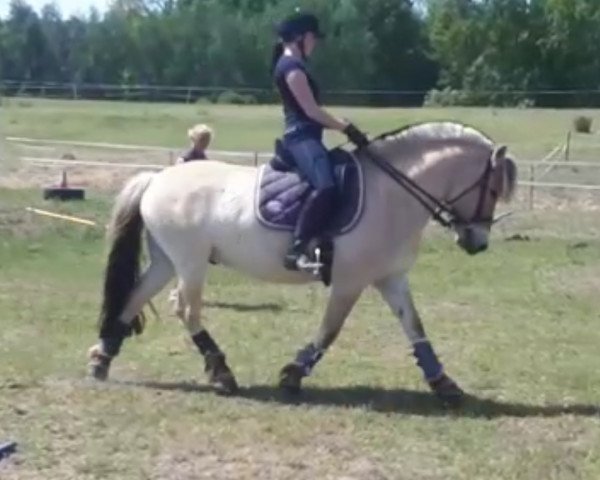 dressage horse Filso Ø Dan (Fjord Horse, 2013, from Overgårds Zeus)