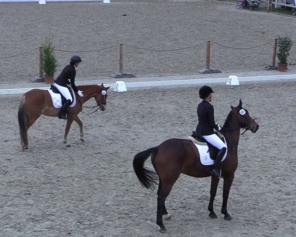 Reitturnier Scharnebeck 2025
