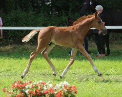 Pferd Fandango (Westfale, 2021, von First Deal)