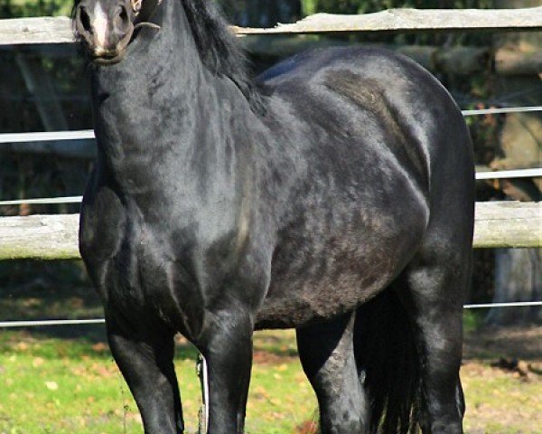horse Arvalon Armani (Welsh-Cob (Sek. D), 2006, from Cwmmaddoc Appollo)