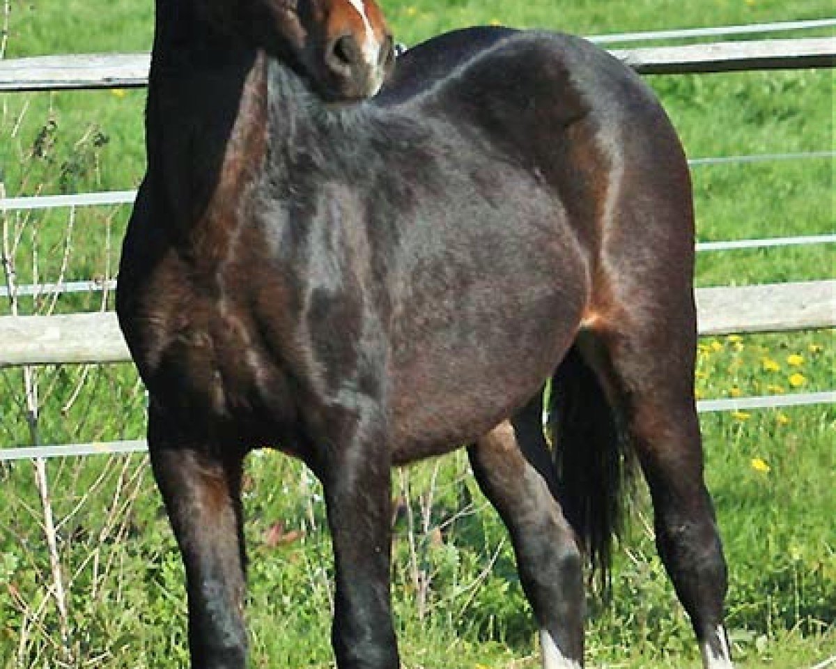 horse Arvalon Gigolo (Welsh-Cob (Sek. C), 2010, from Synod King Cole)