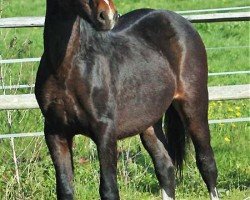 horse Arvalon Gigolo (Welsh-Cob (Sek. C), 2010, from Synod King Cole)