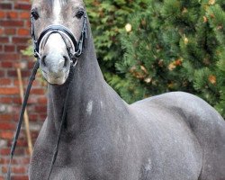 dressage horse Käpt'n Kaiman (German Riding Pony, 2016, from Kachunga)