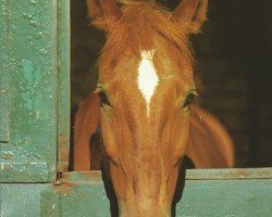 broodmare Friesendeern (Holsteiner, 1991, from Crosby)