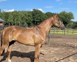 jumper Shawny the Sheepy (Hanoverian, 2015, from Stolzenberg)