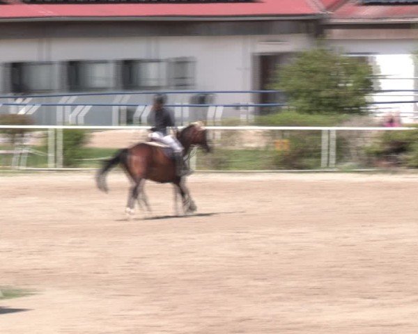 Reitturnier Margarethen am Moos 2025