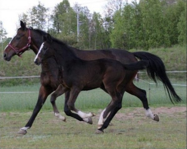 broodmare S-Lila (Polish Warmblood, 2010, from Ludger)