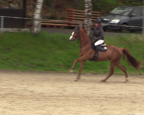 Reitturnier Langenleuba - Oberhain 2025