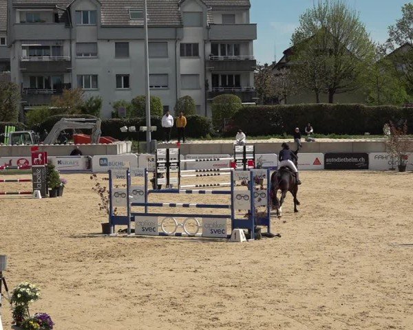 Reitturnier Amriswil 2025