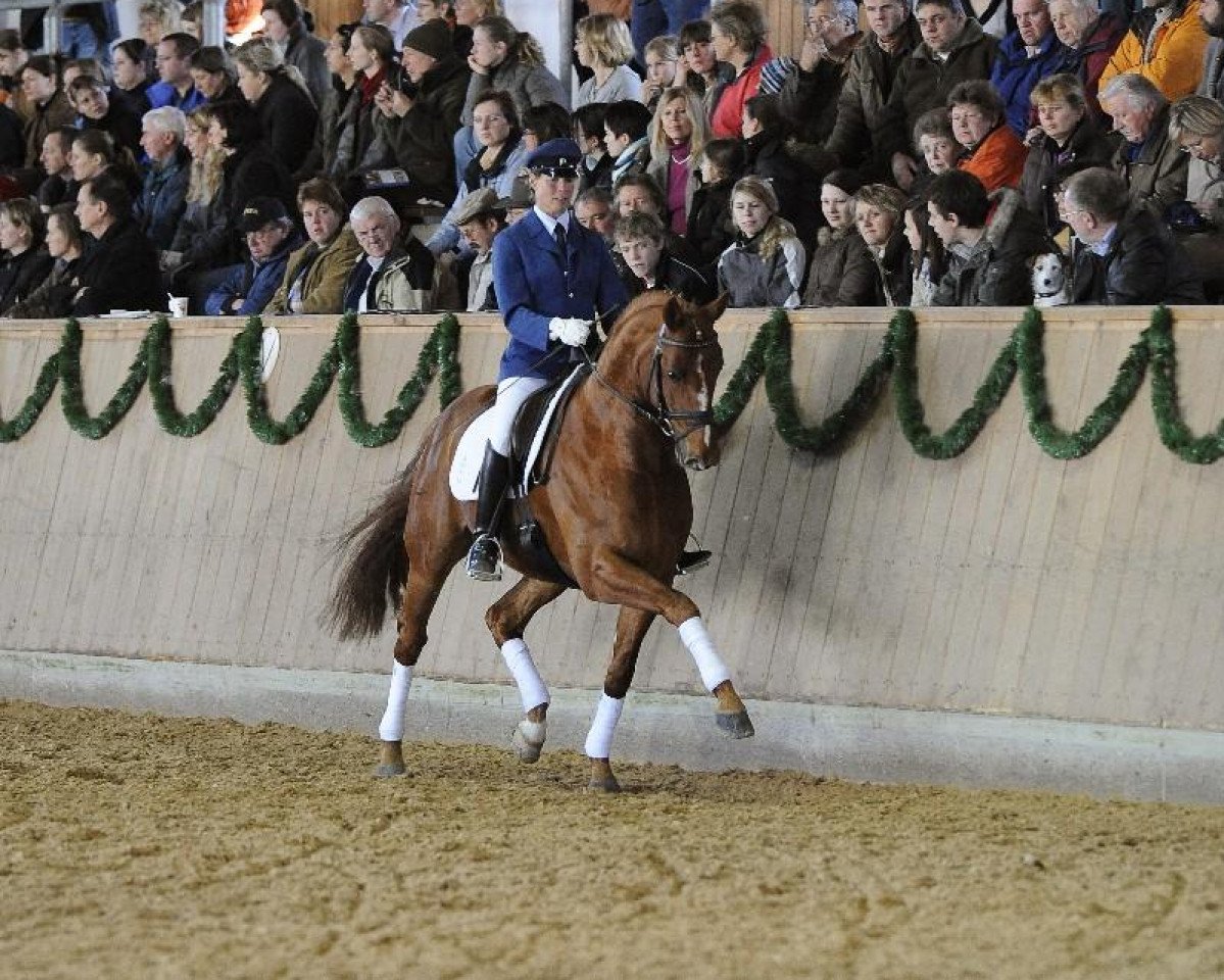 stallion Locksley III (Hanoverian, 2003, from Londonderry)