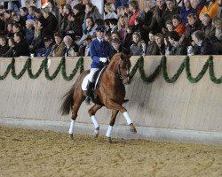 stallion Locksley III (Hanoverian, 2003, from Londonderry)