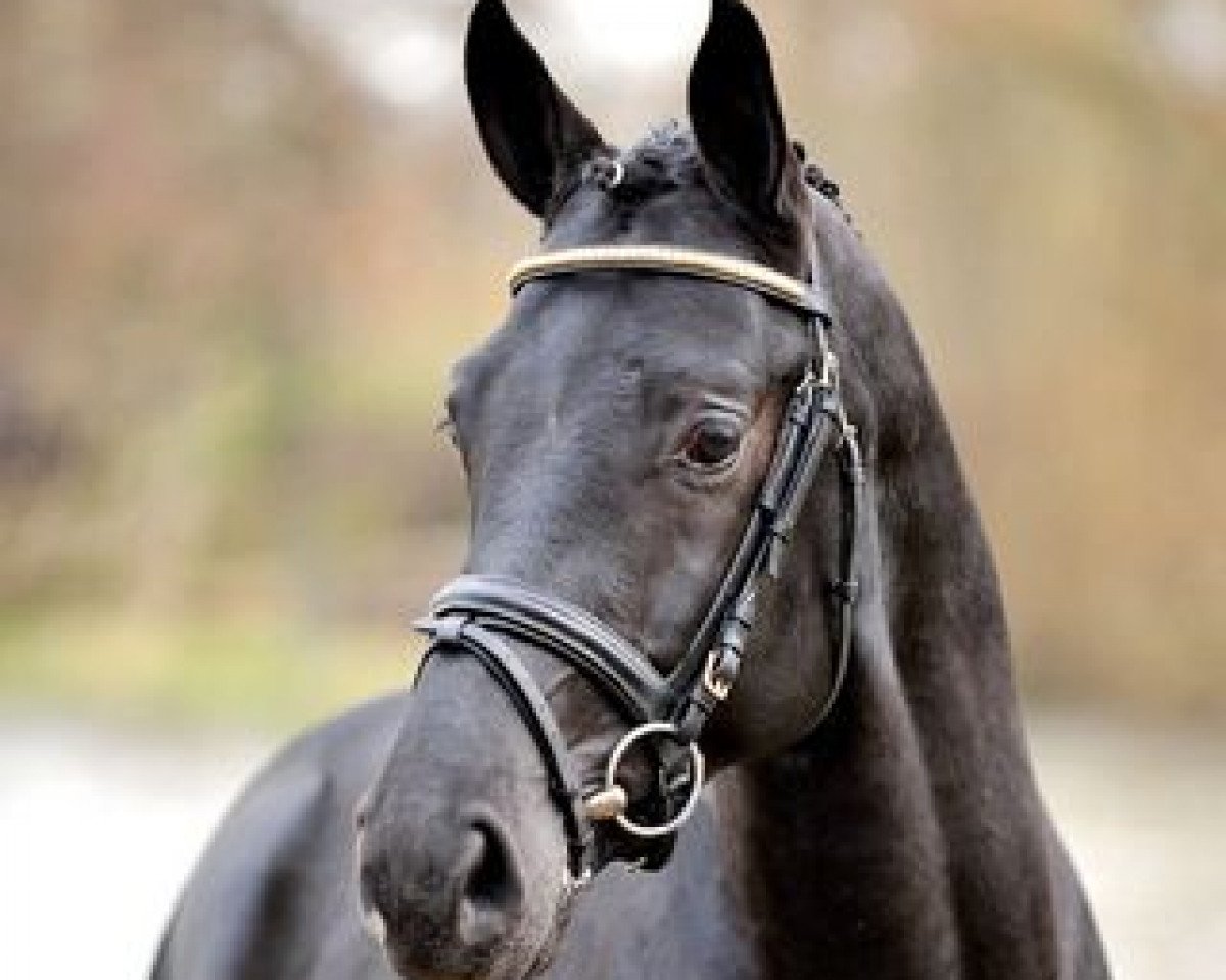 Semental Lord Laurie (Hannoveriano, 2006, de Lord Loxley I)