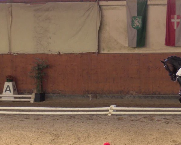 Reitturnier Weikersdorf am Steinfelde 2025