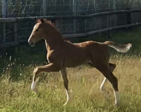horse Valdiano B (German Warmblood, 2021, from Valdiviani)