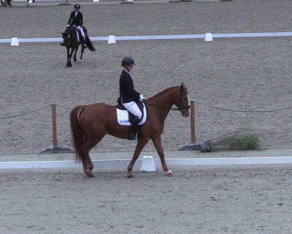 Reitturnier Scharnebeck 2025