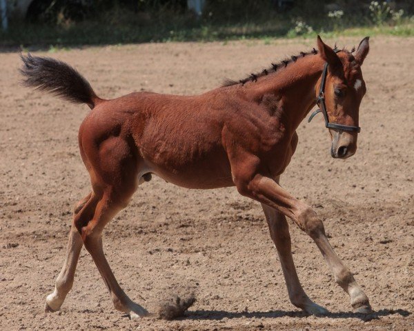 Pferd C'est la Vie NK (Deutsches Sportpferd, 2023, von Coeur de Lion 14)