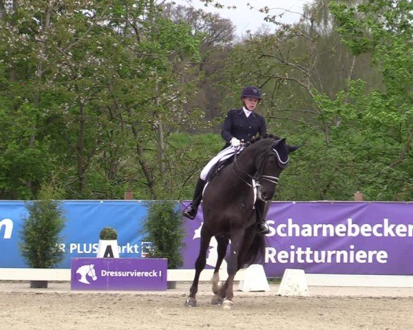 Reitturnier Scharnebeck 2025