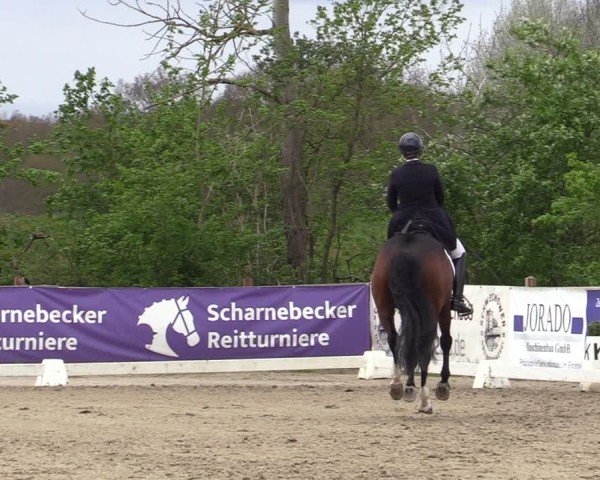 Reitturnier Scharnebeck 2025