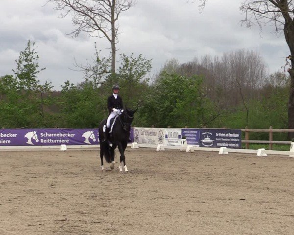 Reitturnier Scharnebeck 2025