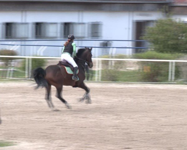 Reitturnier Margarethen am Moos 2025