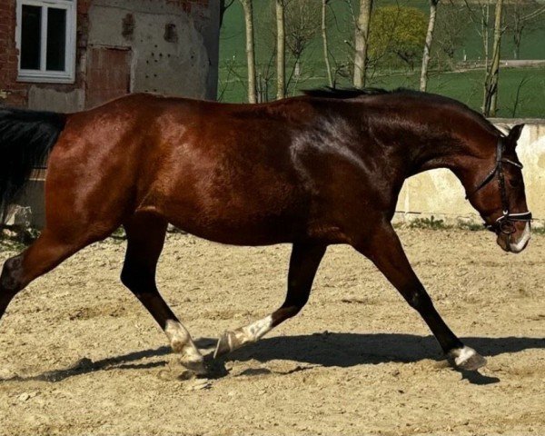horse Filou (German Sport Horse, 2018, from Fred Feuerstein)