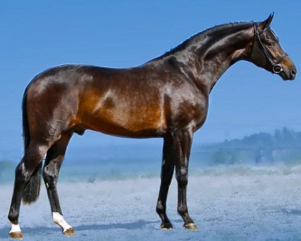stallion Stoiber SN (Hanoverian, 2004, from Sandro Hit) stallion Stoiber SN (Hanoverian, 2004, from Sandro Hit)