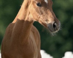 Pferd Feenlicht (Westfale, 2020, von Filou 2146)