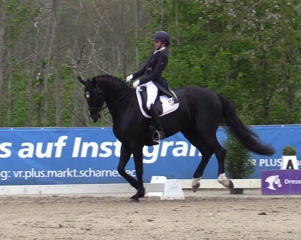 Reitturnier Scharnebeck 2025