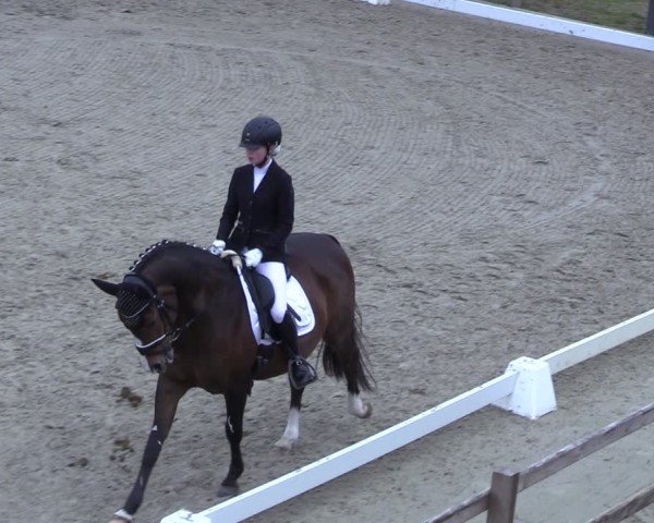 Reitturnier Scharnebeck 2025