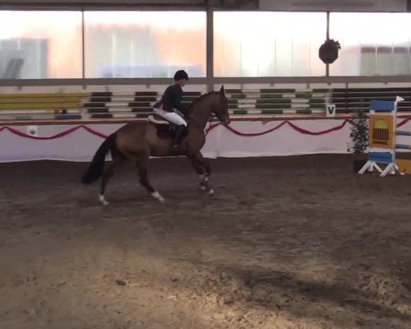 Hallen Late-Entry des RV Südlohn-Oeding 2014