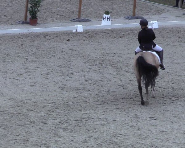 Reitturnier Scharnebeck 2025