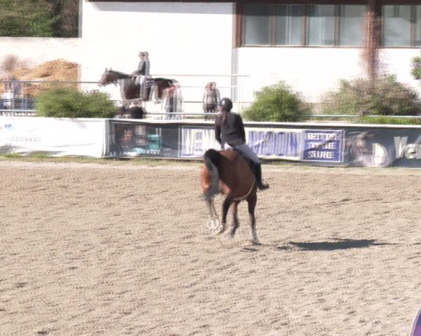 Reitturnier Margarethen am Moos 2025