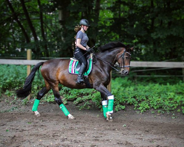 horse Shayana (Westphalian, 2004, from Santa Cruz)