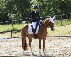 Dressurpferd Filoula (Hannoveraner, 2019, von Finnigan)