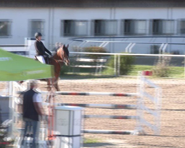 Reitturnier Margarethen am Moos 2025