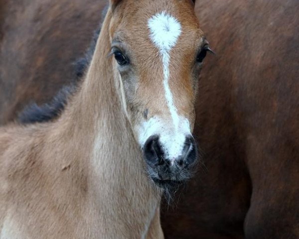 horse A Gemstone (German Riding Pony, 2021, from A kind of Magic 5)