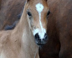 horse A Gemstone (German Riding Pony, 2021, from A kind of Magic 5)