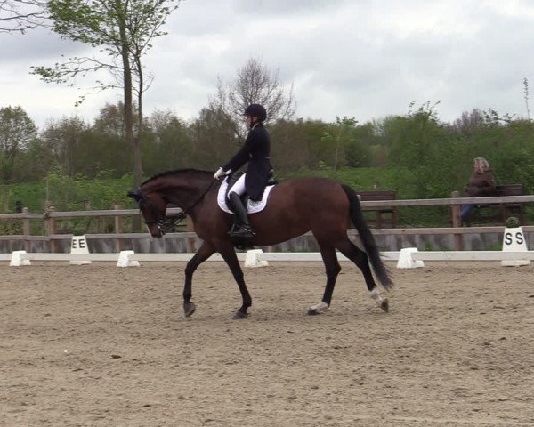 Reitturnier Scharnebeck 2025