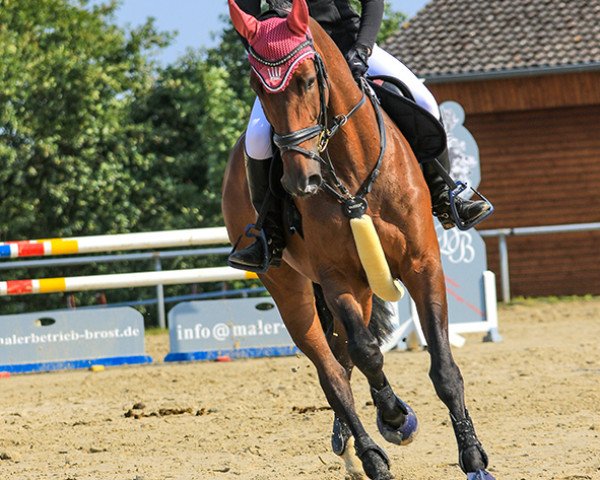 jumper Tasnim (Westphalian, 2013, from Tornesch)
