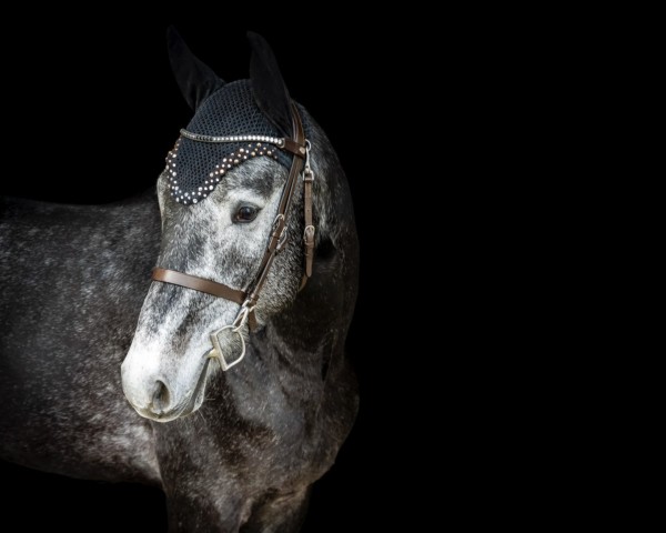 Springpferd Alaba's Acento V (Hannoveraner, 2020, von Alaba 2)