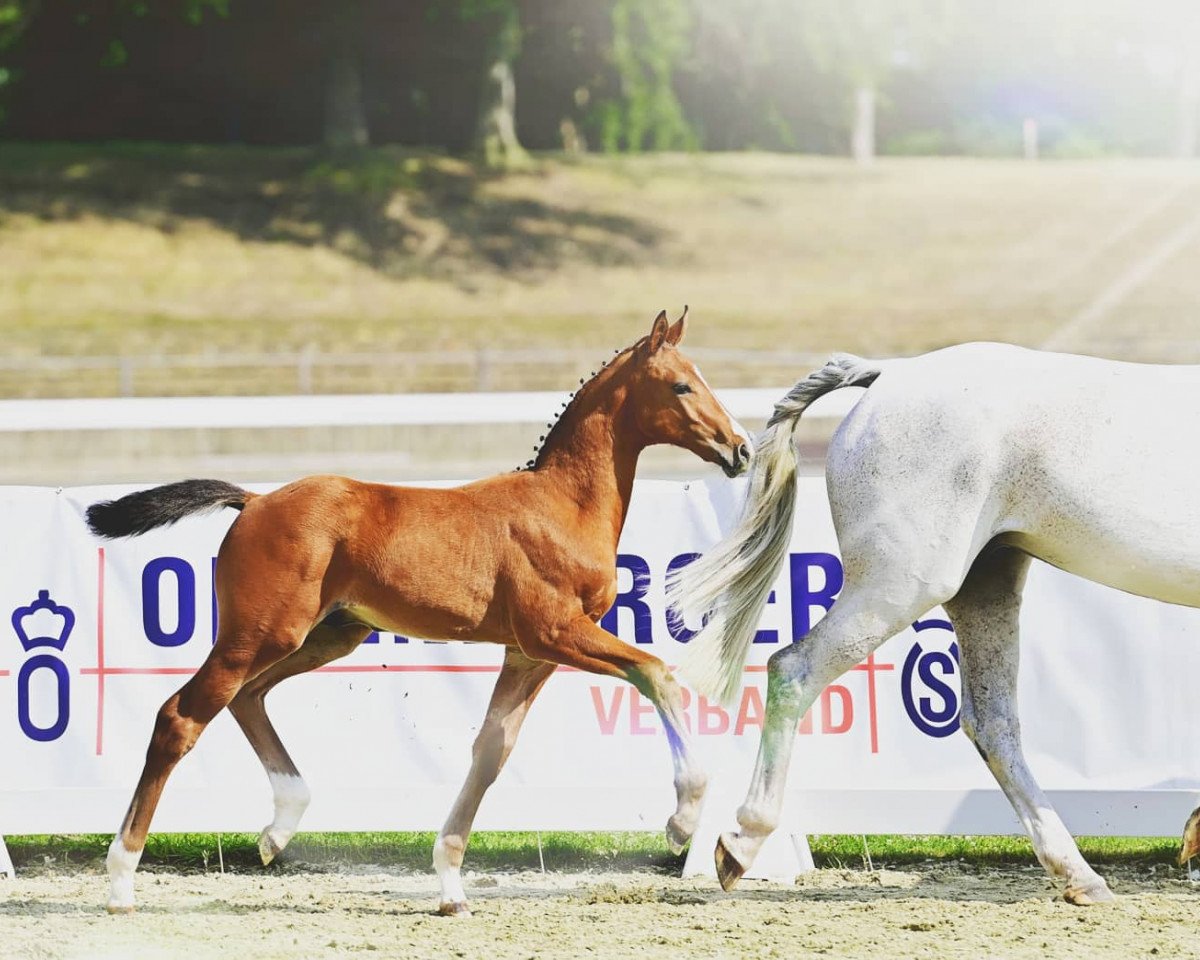 horse Easy JE (Oldenburg show jumper, 2021, from Eldorado van de Zeshoek)