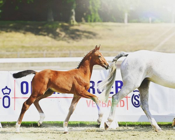 horse Easy JE (Oldenburg show jumper, 2021, from Eldorado van de Zeshoek)
