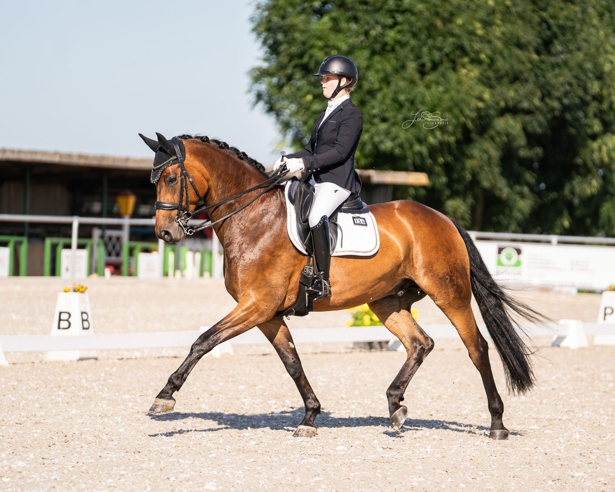 dressage horse Mark Aurel 9 (Rhinelander, 2016, from Morricone)