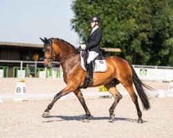 dressage horse Mark Aurel 9 (Rhinelander, 2016, from Morricone)